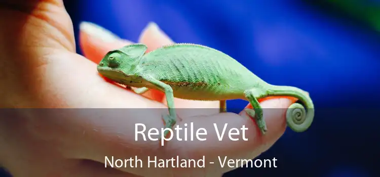 Reptile Vet North Hartland - Vermont