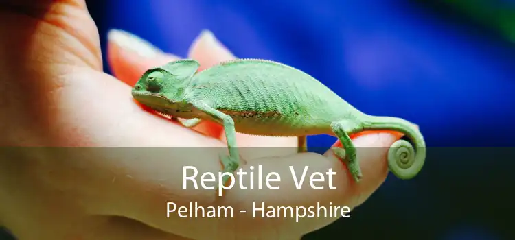 Reptile Vet Pelham - Hampshire
