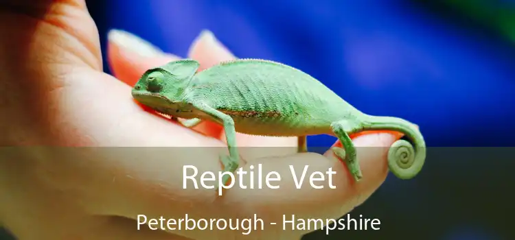 Reptile Vet Peterborough - Hampshire