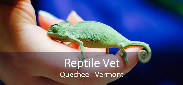 Reptile Vet Quechee - Vermont