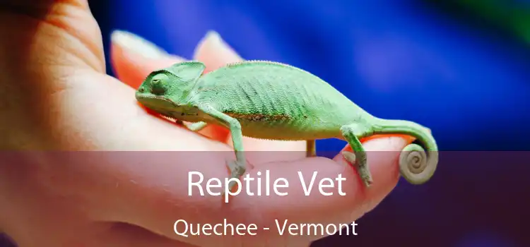 Reptile Vet Quechee - Vermont