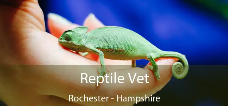 Reptile Vet Rochester - Hampshire