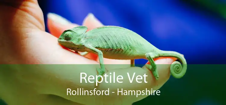 Reptile Vet Rollinsford - Hampshire