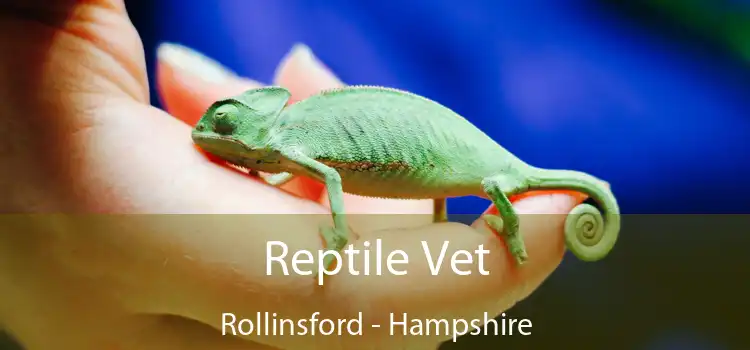 Reptile Vet Rollinsford - Hampshire