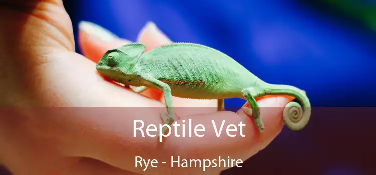 Reptile Vet Rye - Hampshire