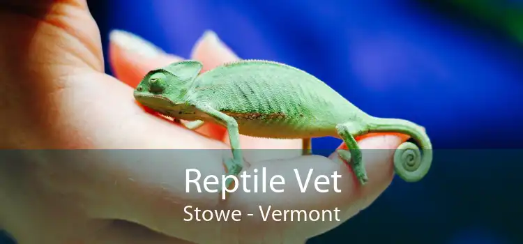 Reptile Vet Stowe - Vermont