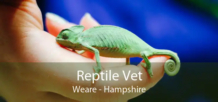 Reptile Vet Weare - Hampshire