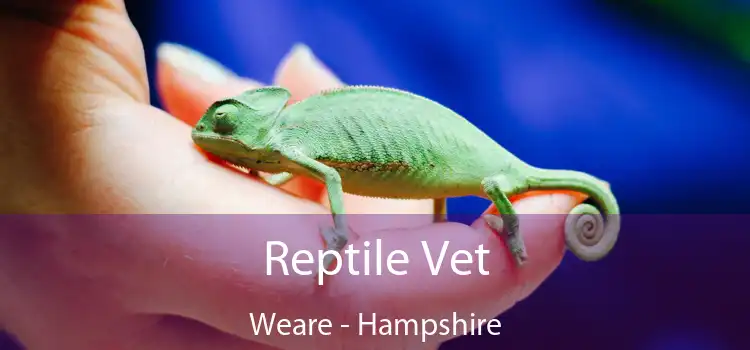 Reptile Vet Weare - Hampshire