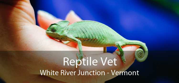 Reptile Vet White River Junction - Vermont