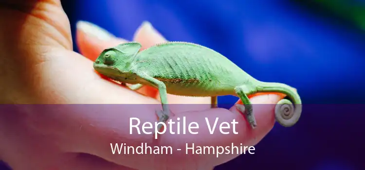 Reptile Vet Windham - Hampshire