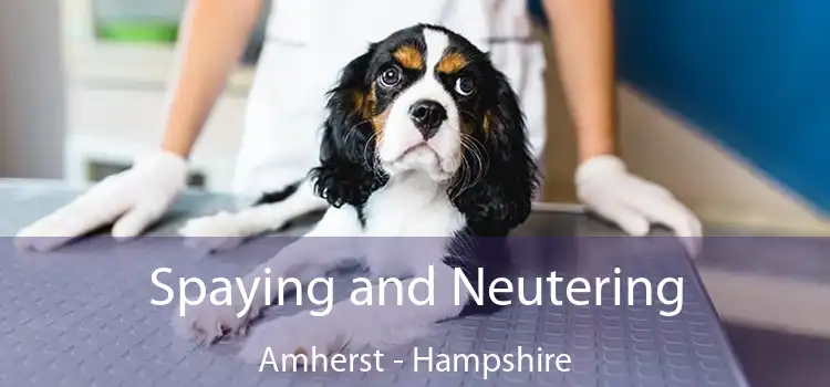 Spaying and Neutering Amherst - Hampshire