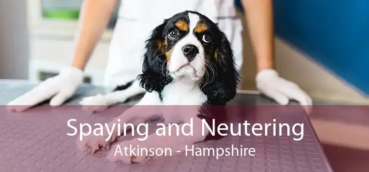 Spaying and Neutering Atkinson - Hampshire
