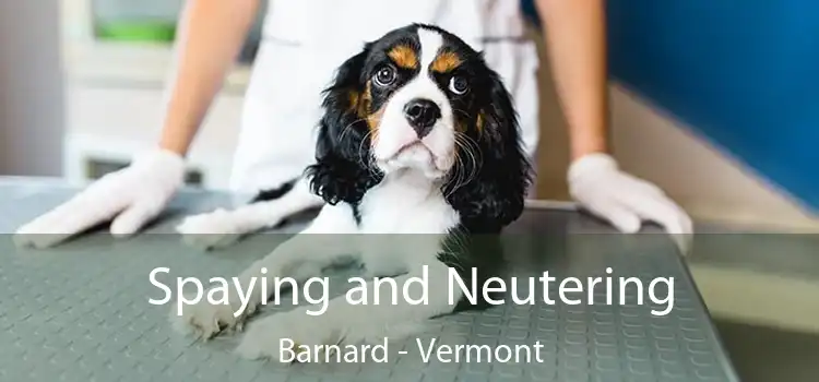 Spaying and Neutering Barnard - Vermont