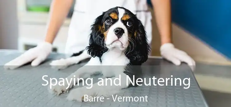 Spaying and Neutering Barre - Vermont