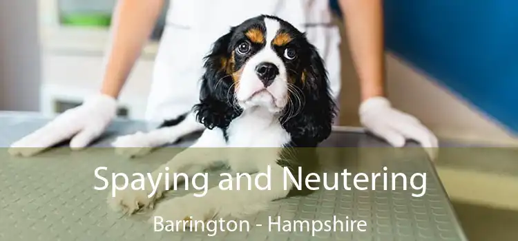 Spaying and Neutering Barrington - Hampshire