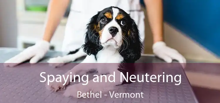 Spaying and Neutering Bethel - Vermont