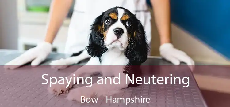 Spaying and Neutering Bow - Hampshire