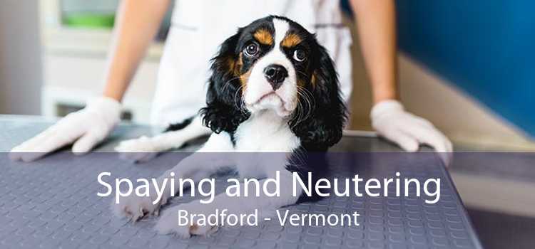 Spaying and Neutering Bradford - Vermont