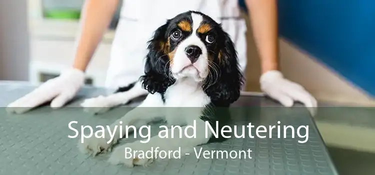 Spaying and Neutering Bradford - Vermont