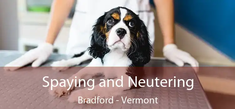 Spaying and Neutering Bradford - Vermont