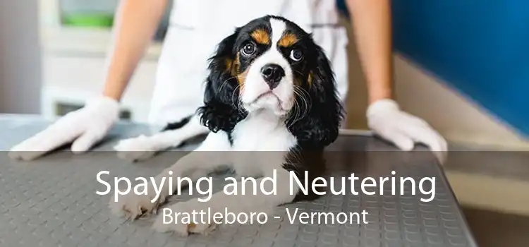 Spaying and Neutering Brattleboro - Vermont