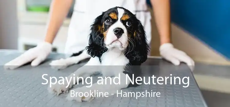 Spaying and Neutering Brookline - Hampshire
