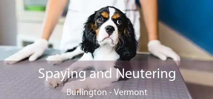 Spaying and Neutering Burlington - Vermont