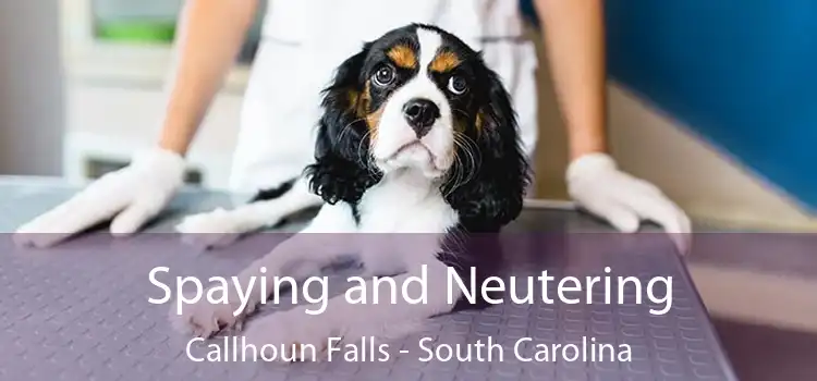 Spaying and Neutering Callhoun Falls - South Carolina