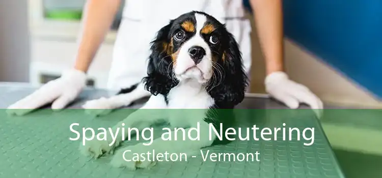 Spaying and Neutering Castleton - Vermont