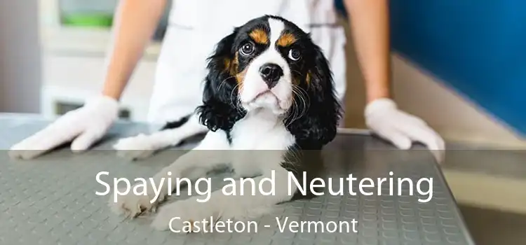 Spaying and Neutering Castleton - Vermont