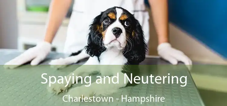 Spaying and Neutering Charlestown - Hampshire