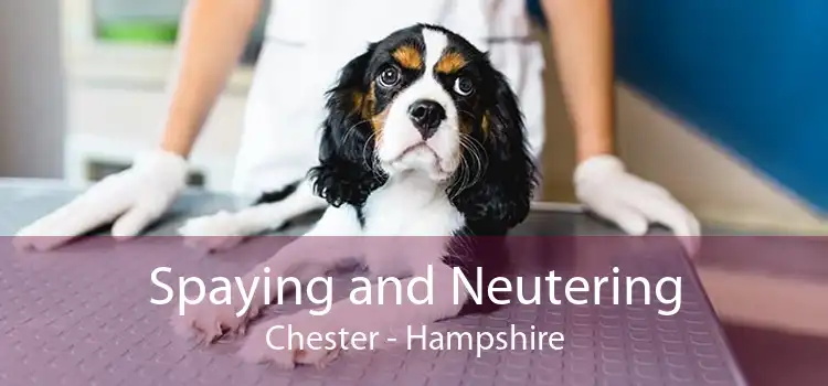 Spaying and Neutering Chester - Hampshire