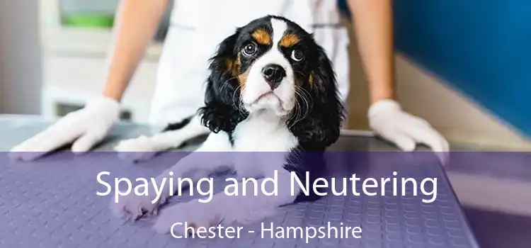 Spaying and Neutering Chester - Hampshire