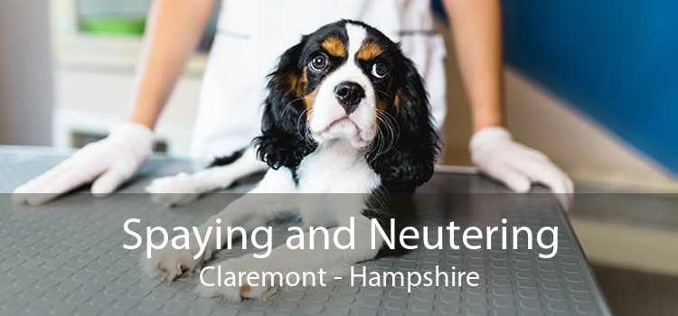 Spaying and Neutering Claremont - Hampshire