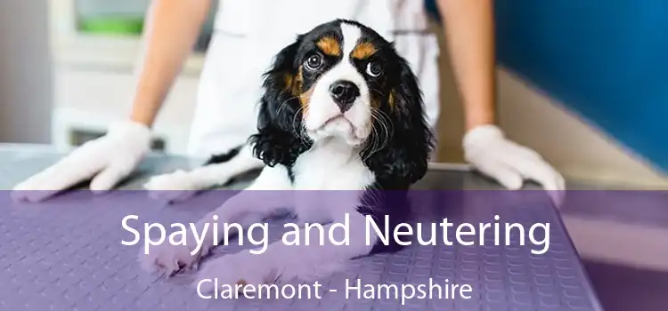 Spaying and Neutering Claremont - Hampshire