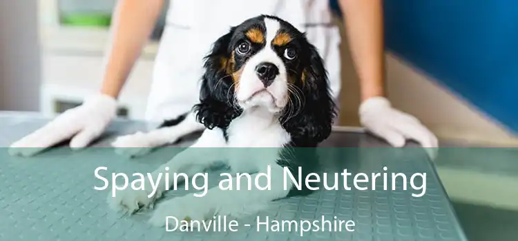 Spaying and Neutering Danville - Hampshire