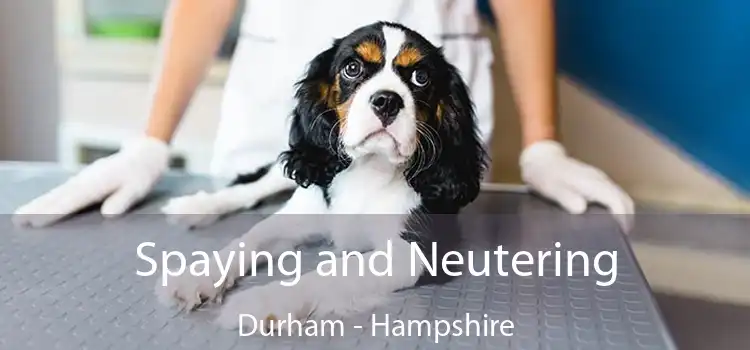 Spaying and Neutering Durham - Hampshire