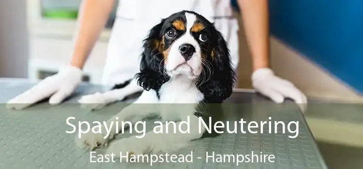 Spaying and Neutering East Hampstead - Hampshire