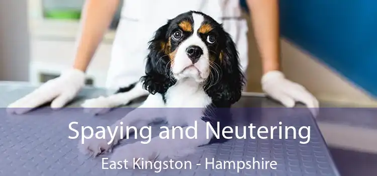 Spaying and Neutering East Kingston - Hampshire