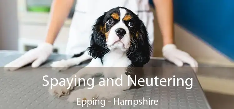 Spaying and Neutering Epping - Hampshire