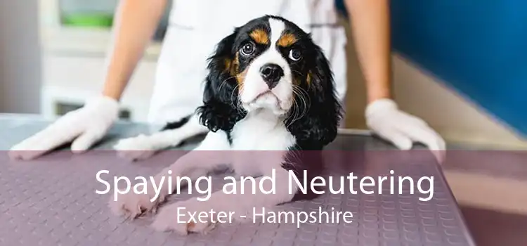 Spaying and Neutering Exeter - Hampshire