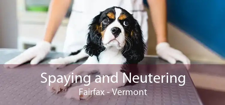 Spaying and Neutering Fairfax - Vermont