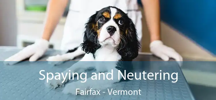 Spaying and Neutering Fairfax - Vermont