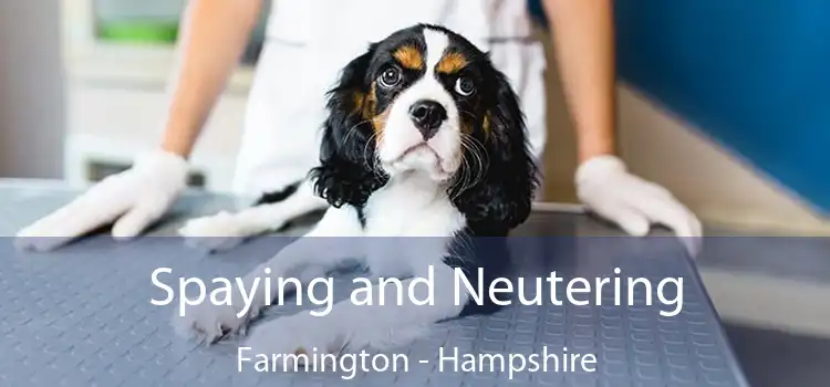 Spaying and Neutering Farmington - Hampshire