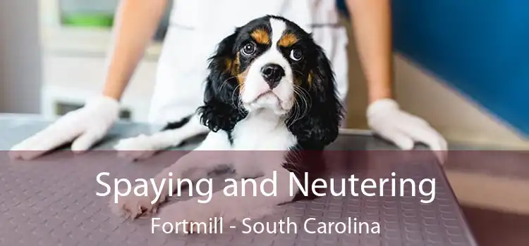 Spaying and Neutering Fortmill - South Carolina