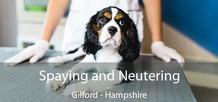 Spaying and Neutering Gilford - Hampshire