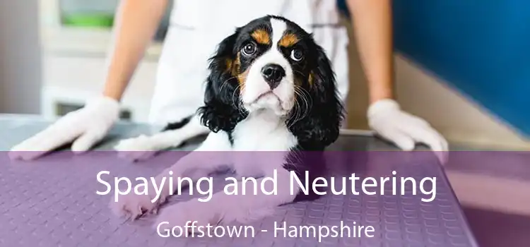 Spaying and Neutering Goffstown - Hampshire