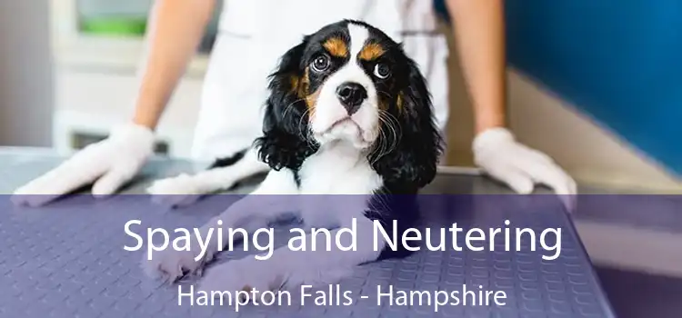 Spaying and Neutering Hampton Falls - Hampshire