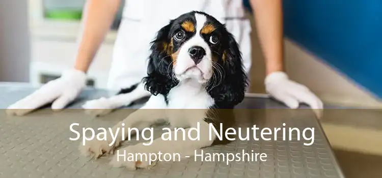 Spaying and Neutering Hampton - Hampshire