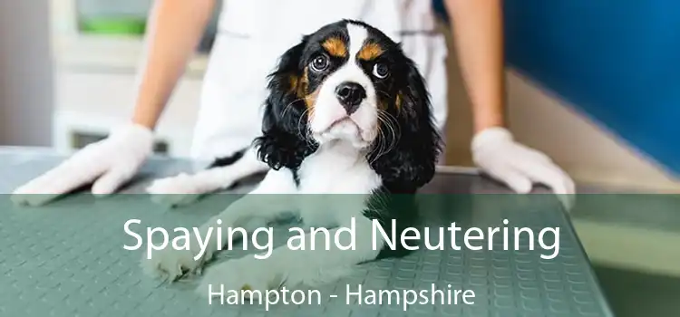 Spaying and Neutering Hampton - Hampshire